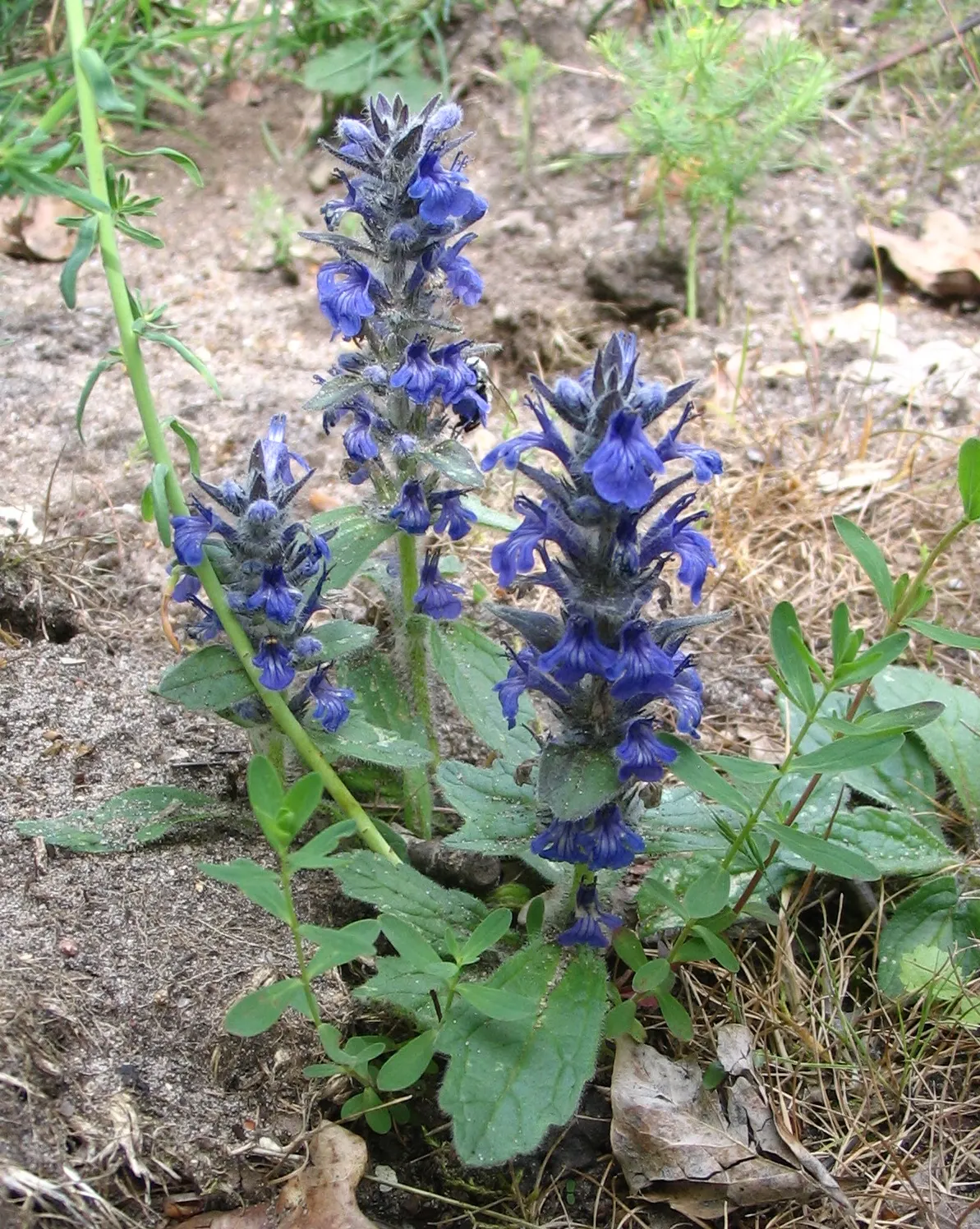 Carpet Bugle (Ajuga 'Blueberry Muffin') — standing roughly 4 to 6 inches tall; this plant's ability to suppress weeds and its evergreen leaves in, image 59