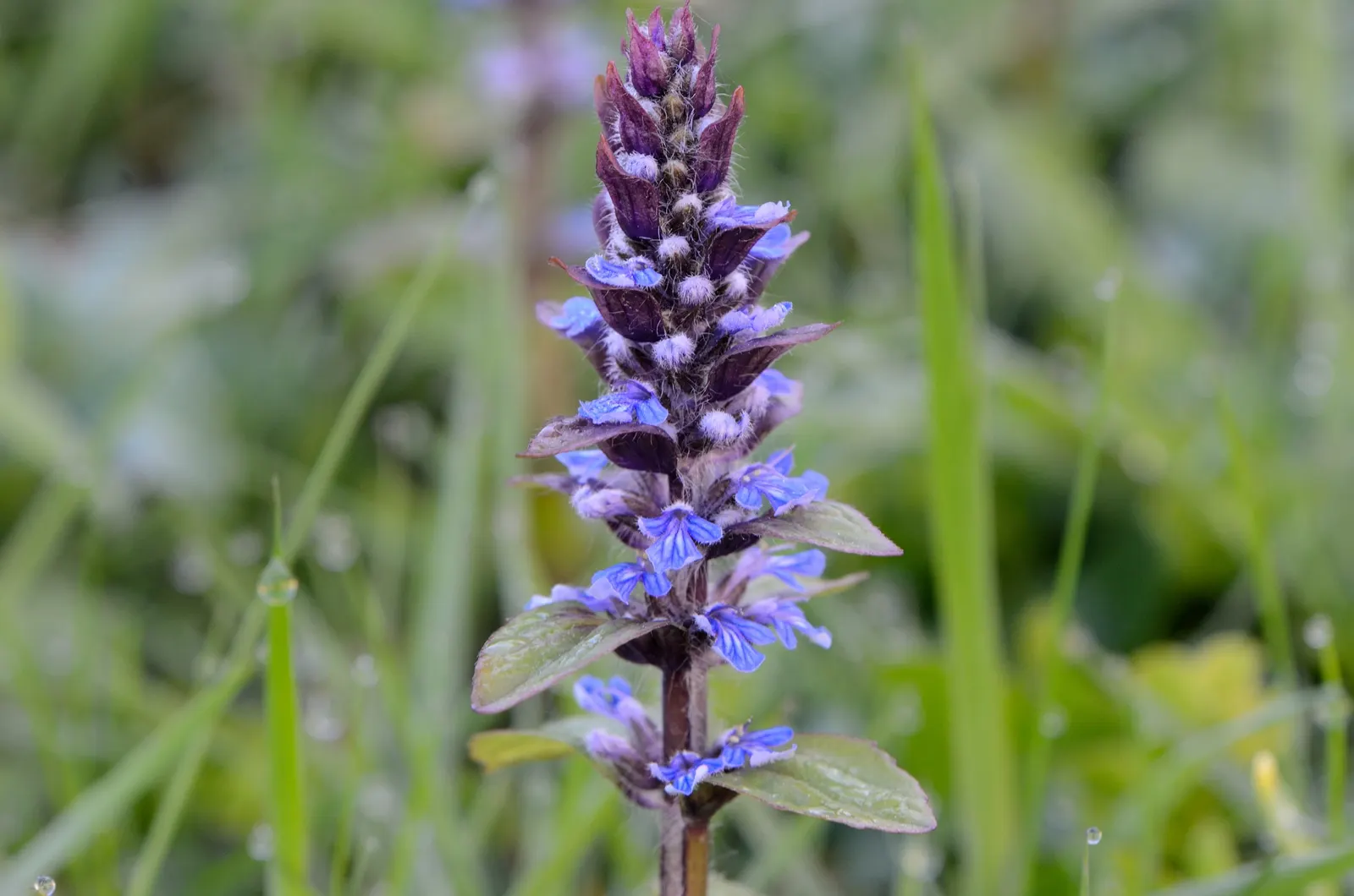 Carpet Bugle (Ajuga 'Blueberry Muffin') — Come spring through early summer; its attractive, textured leaves transition from burgundy in spring to a, image 80