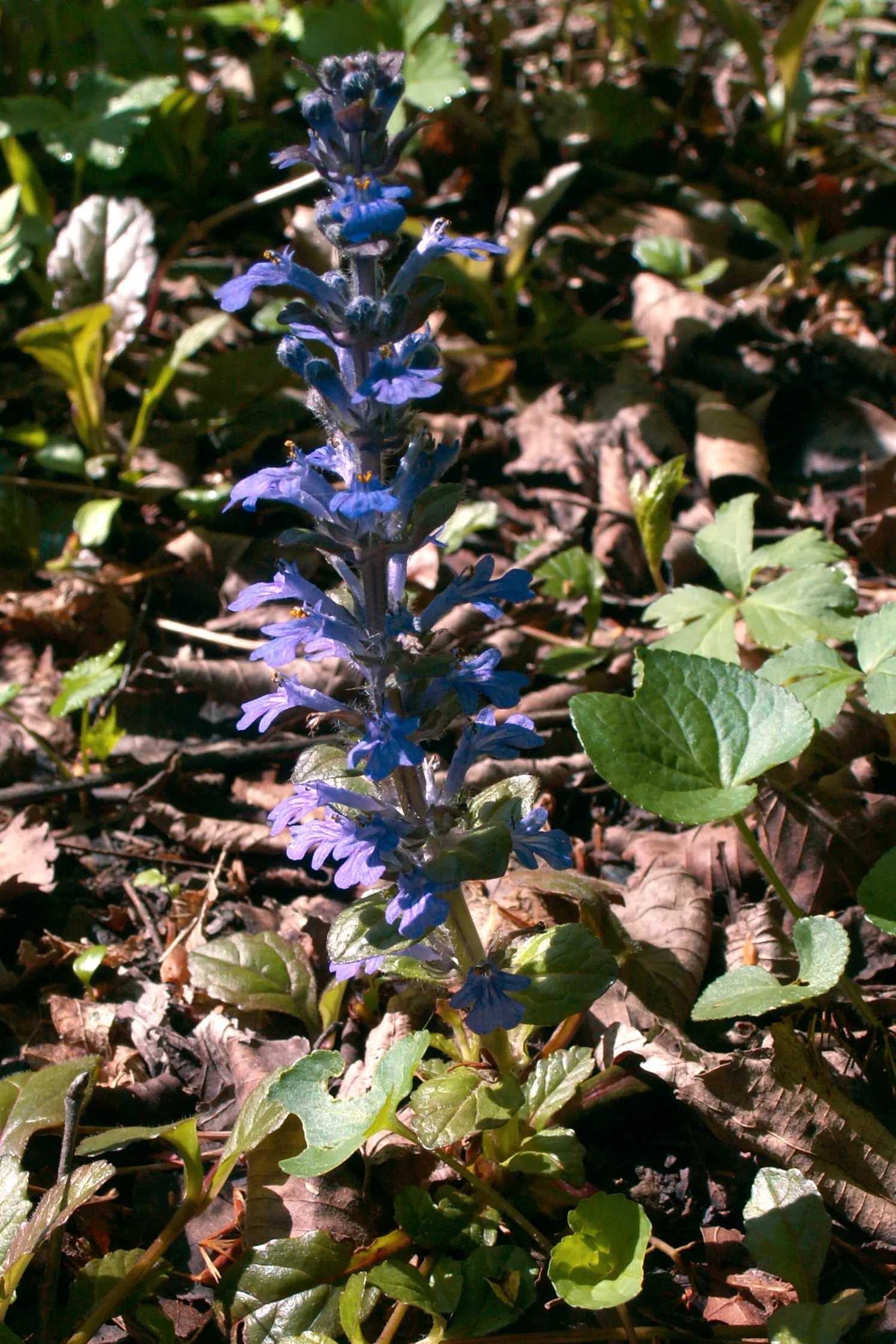 Carpet Bugle (Ajuga 'Blueberry Muffin') — Its attractive, textured leaves transition from burgundy in spring to a deep green; this vigorous, image 51