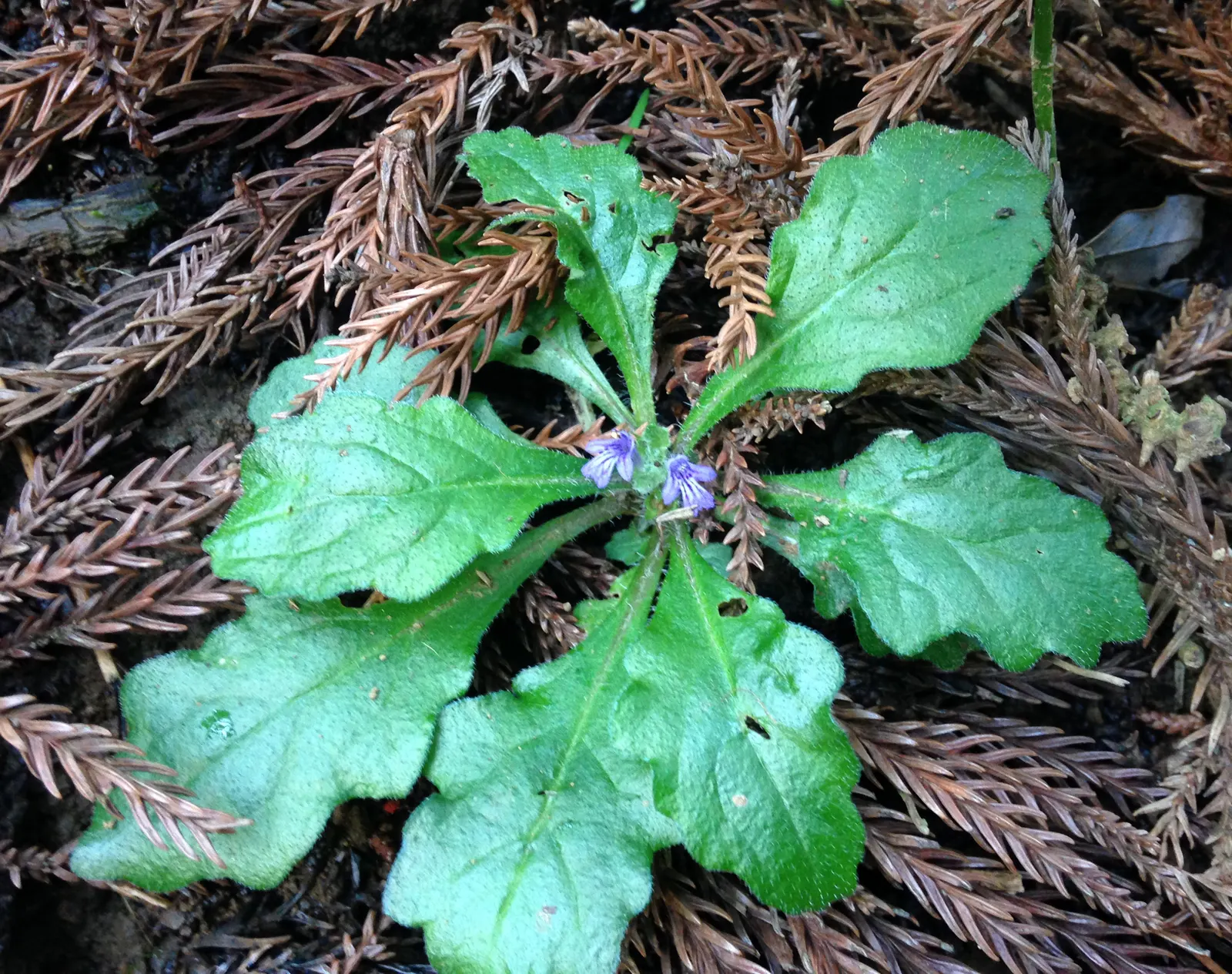 Carpet Bugle (Ajuga 'Blueberry Muffin') — For optimal vigor and spread, planting should be done on centers 12 to 15 inches apart; low-growing, image 64