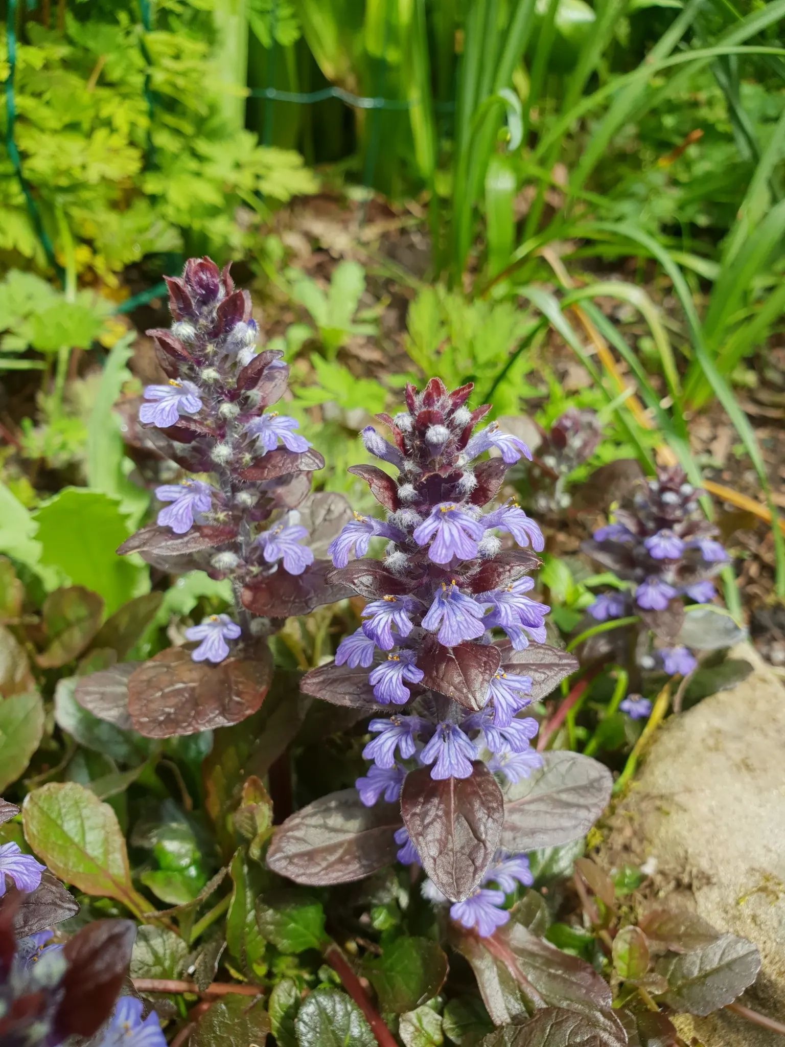 Carpet Bugle (Ajuga 'Blueberry Muffin') — this variety boasts deep blue bloom spikes in late spring; rapidly spreading habit and vibrant foliage, image 50