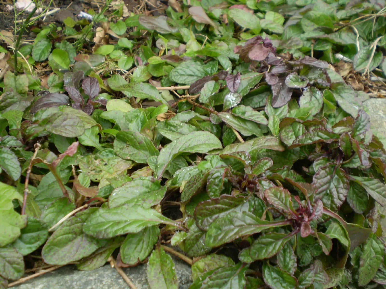 Carpet Bugle (Ajuga 'Blueberry Muffin') — It is low maintenance and resists deer; making it an excellent choice for busy gardeners seeking a, image 62