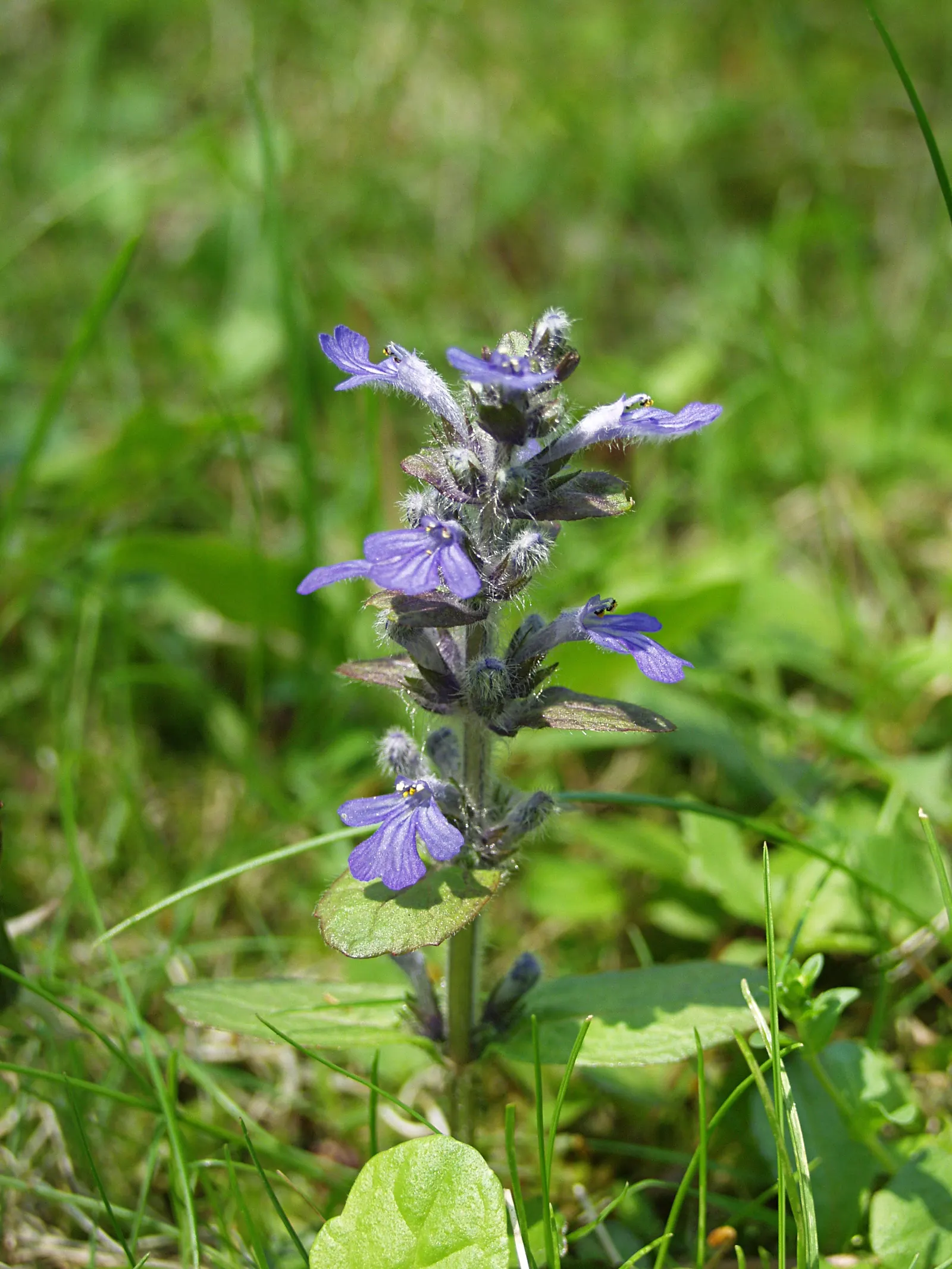 Carpet Bugle (Ajuga 'Blueberry Muffin') — commonly known as Carpet Bugle; ground cover / perennial for full or half, image 53