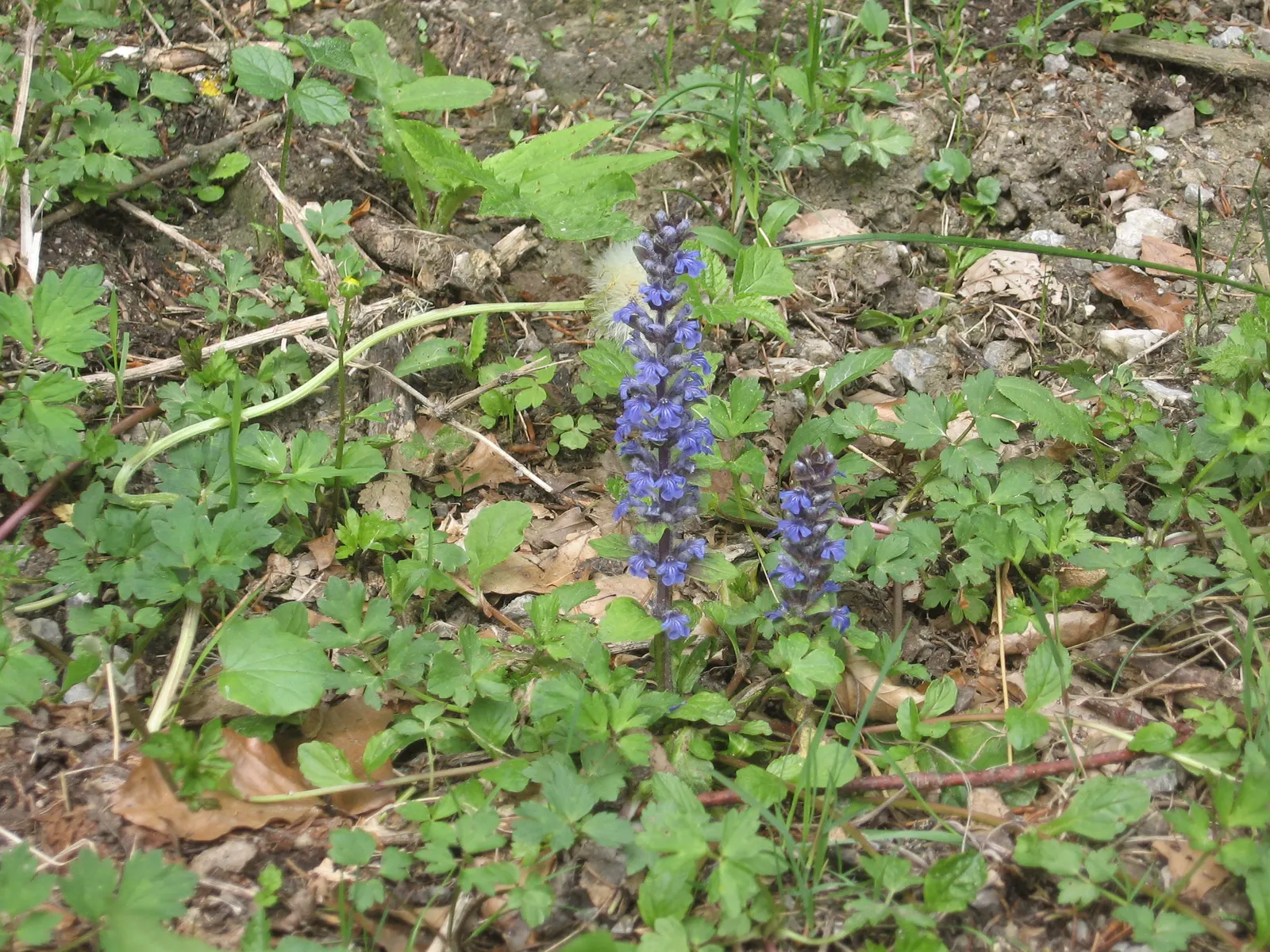 Carpet Bugle (Ajuga 'Blueberry Muffin') — Ideal for shady spots, it requires minimal maintenance and is drought-tolerant once established; it is low, image 52