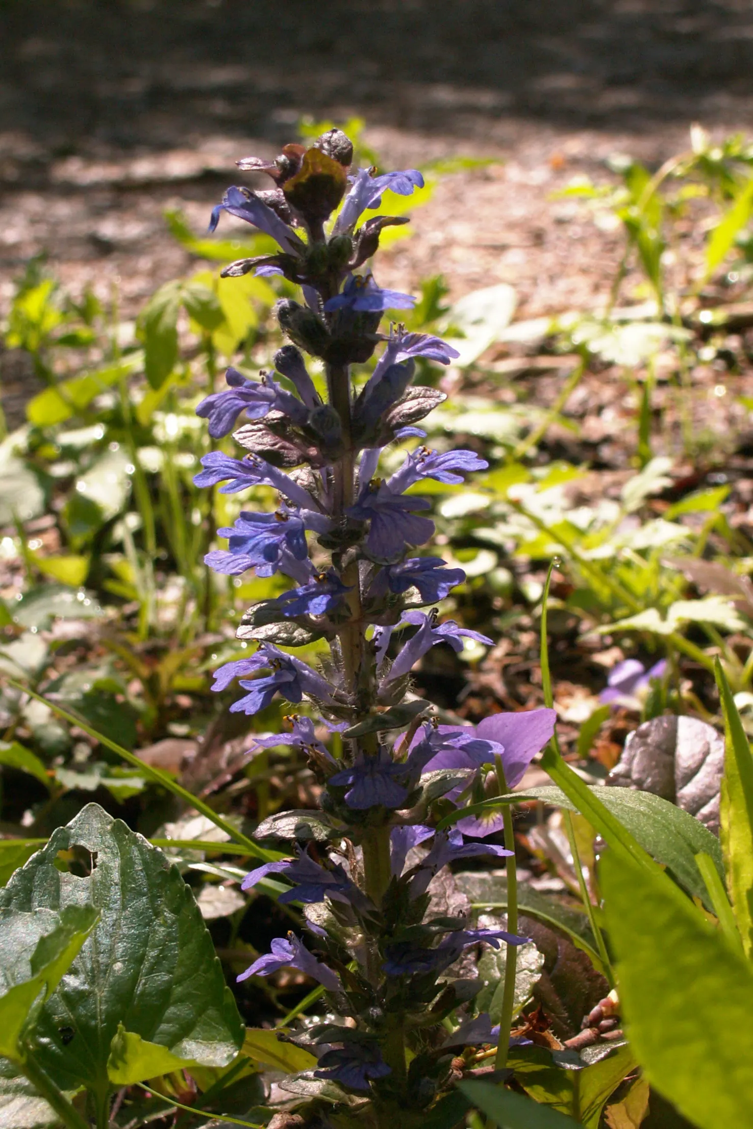Carpet Bugle (Ajuga 'Blueberry Muffin') — 'Blueberry Muffin' presents a dense mat of glossy; blue flowers in the garden, image 79