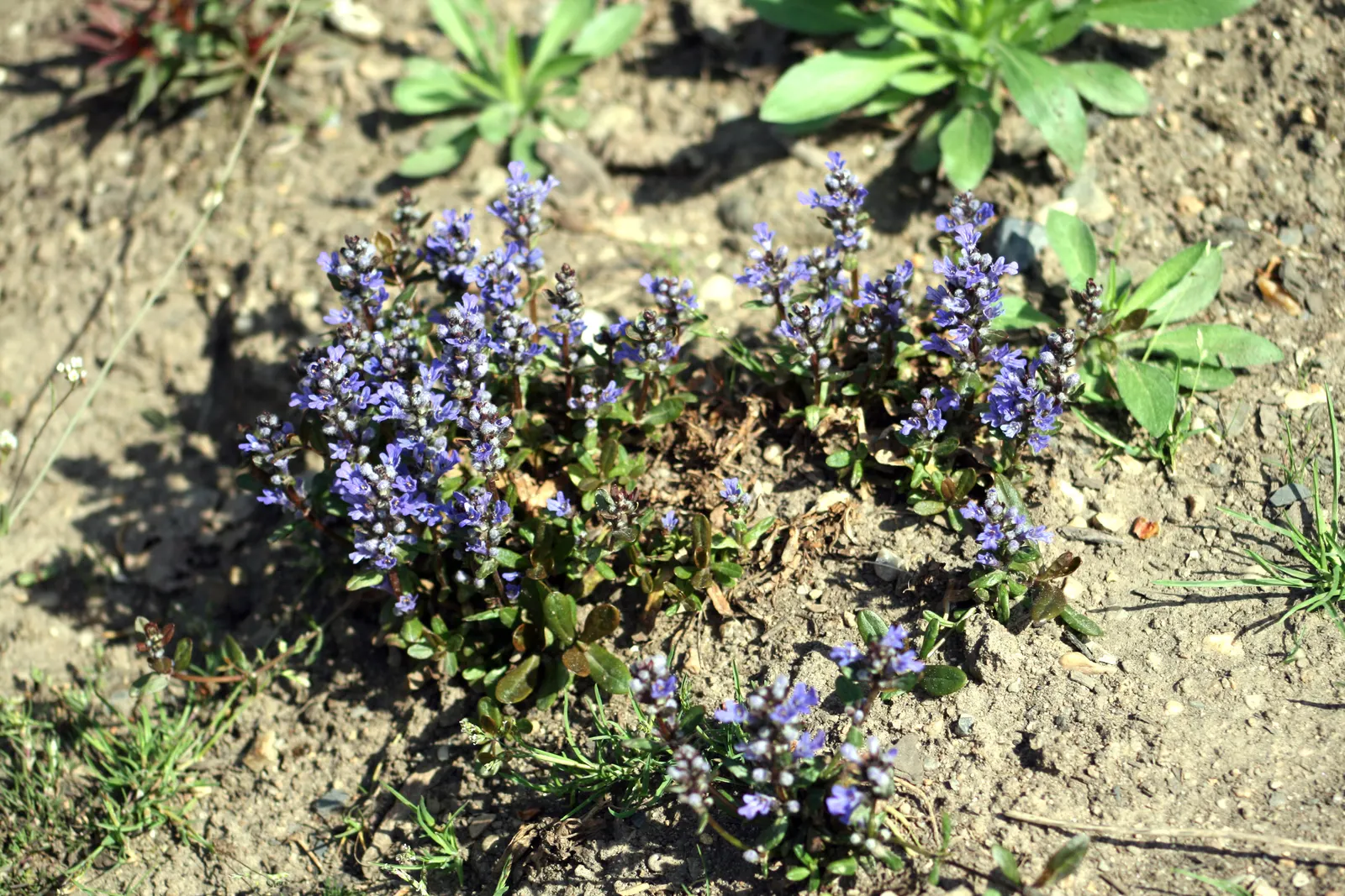 Carpet Bugle (Ajuga 'Blueberry Muffin') — the plant is topped with upright spikes of vibrant blue flowers, image 35