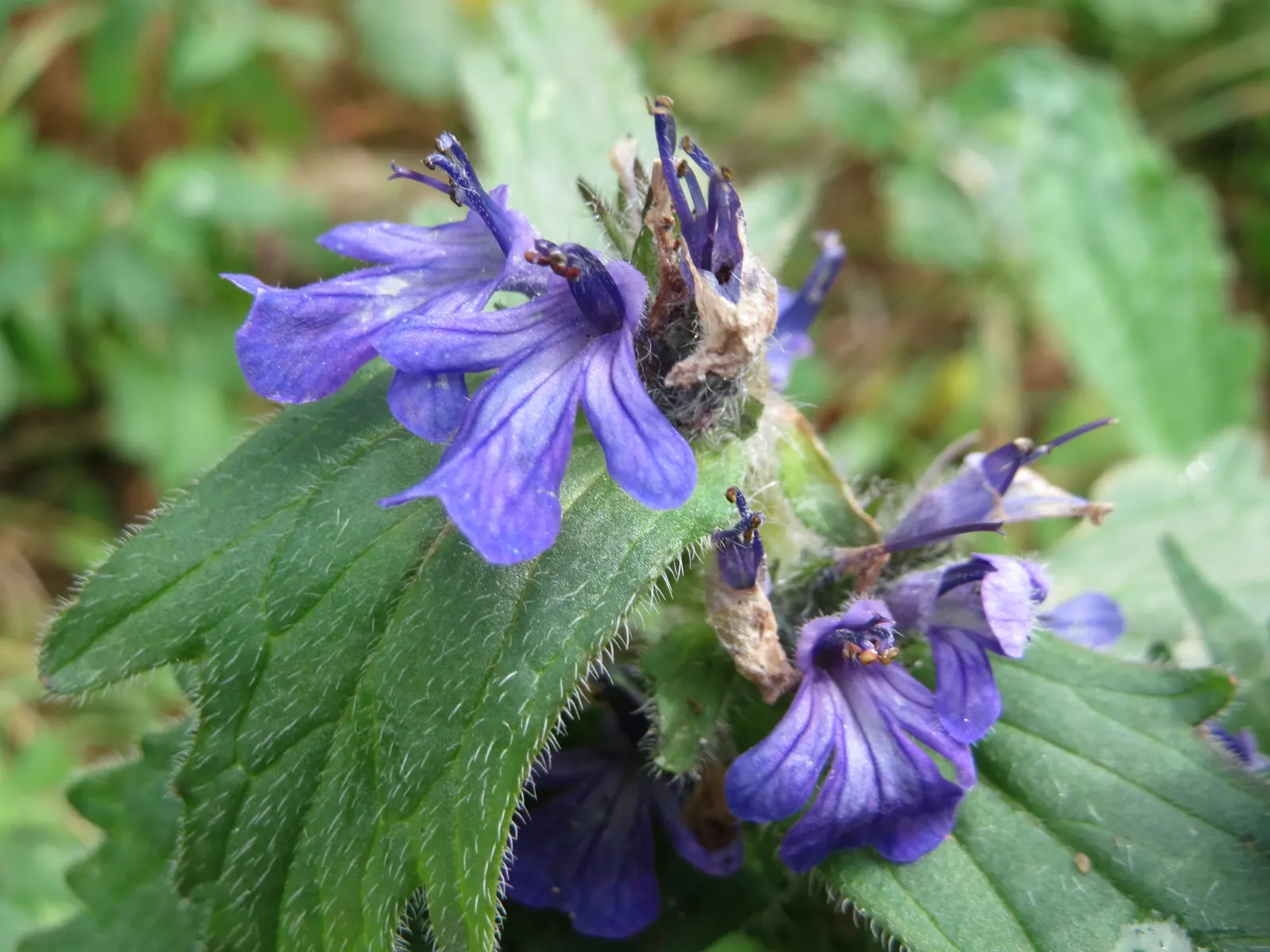 Carpet Bugle (Ajuga 'Blueberry Muffin') — low-growing perennial that adds a burst of color to any landscape design; commonly known as Carpet Bugle, image 54