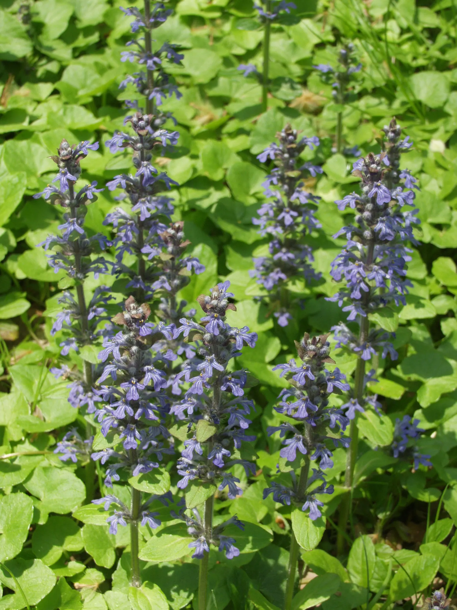 Carpet Bugle (Ajuga 'Blueberry Muffin') — Come spring through early summer; its attractive, textured leaves transition from burgundy in spring to a deep green
