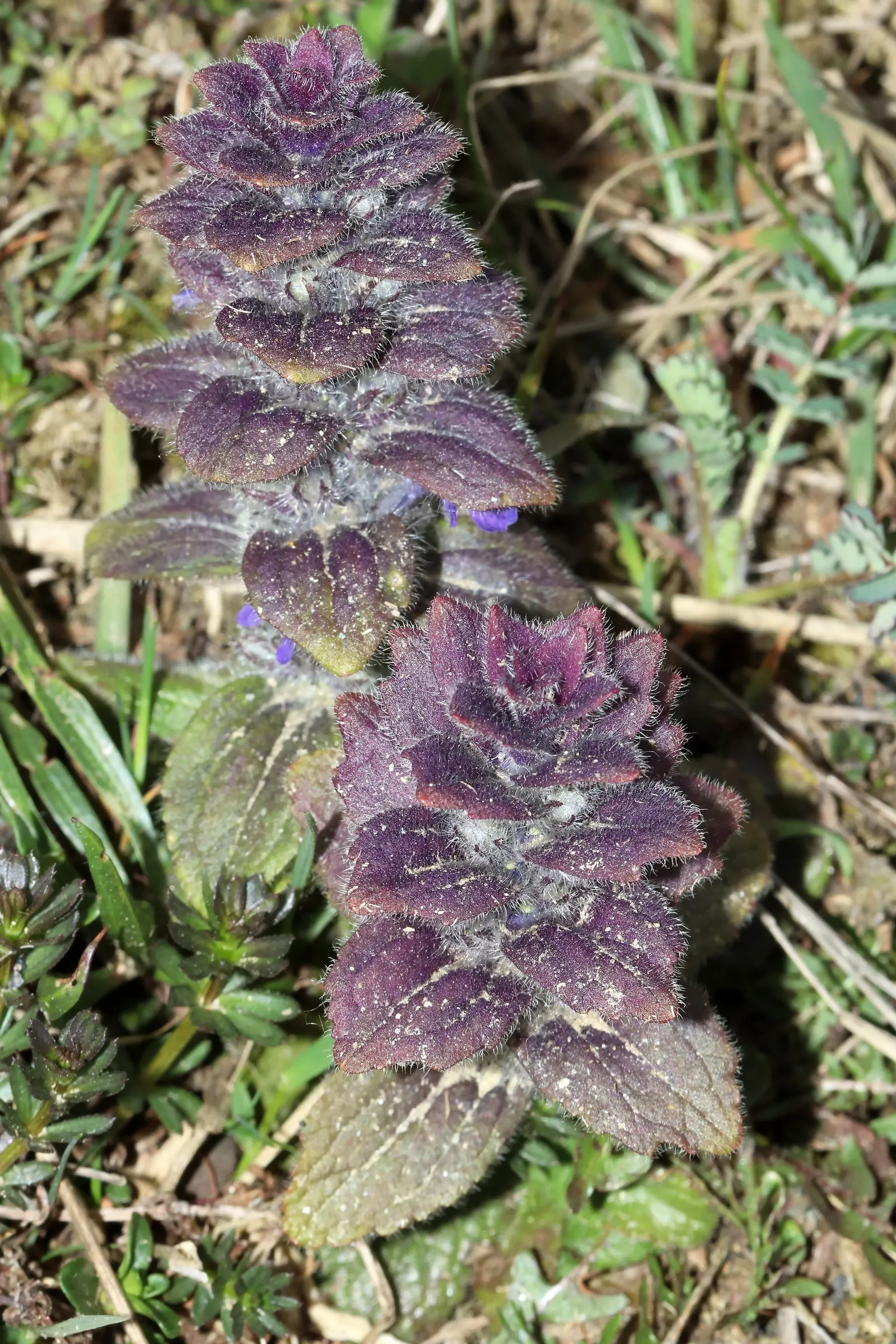 Carpet Bugle (Ajuga 'Blueberry Muffin') — making Ajuga 'Blueberry Muffin' a valuable addition to any client's garden