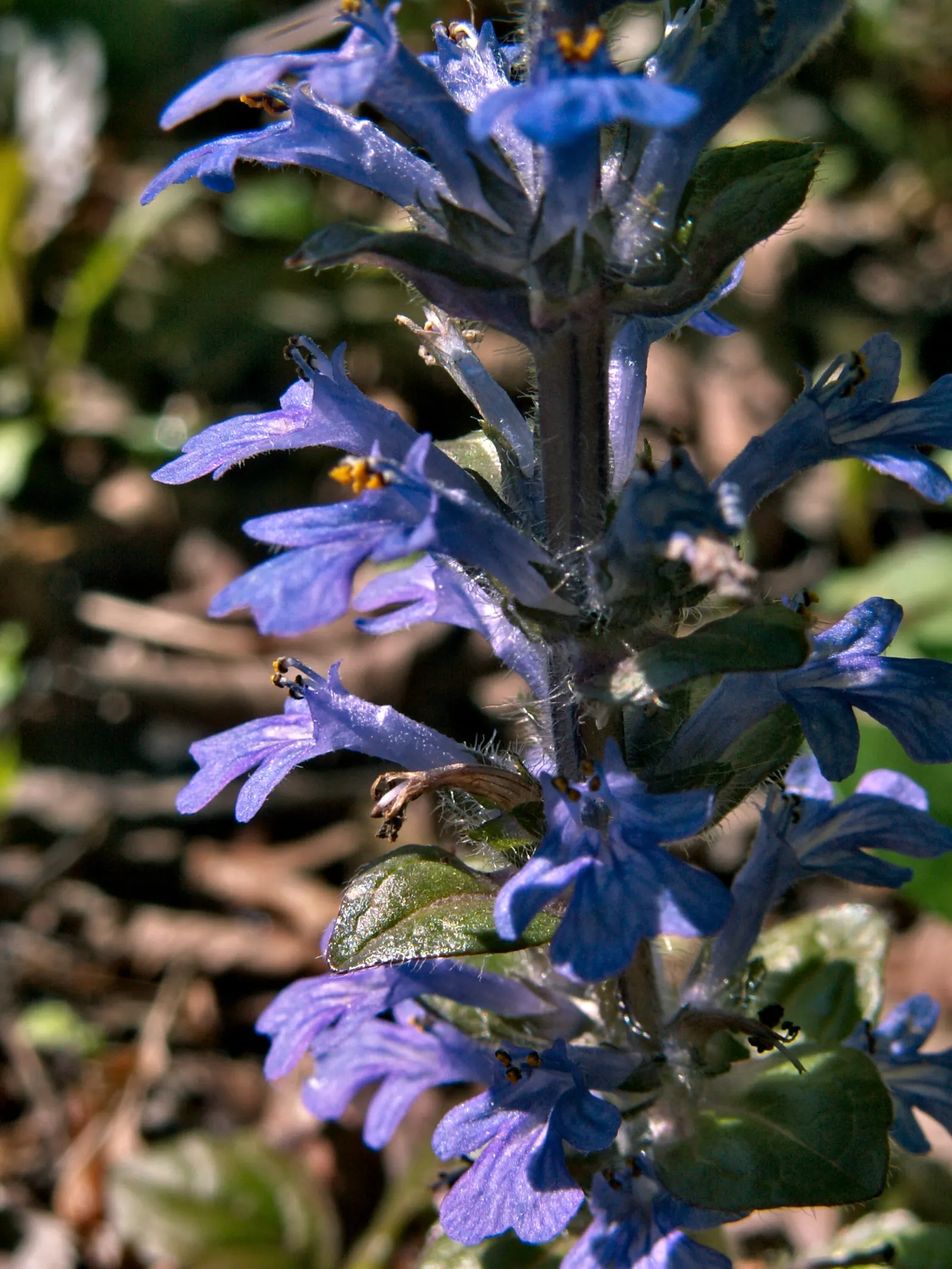 Carpet Bugle (Ajuga 'Blueberry Muffin') — Reaching 3-6 inches in height with a spread of up to 28 inches; for optimal vigor and spread, planting should be done