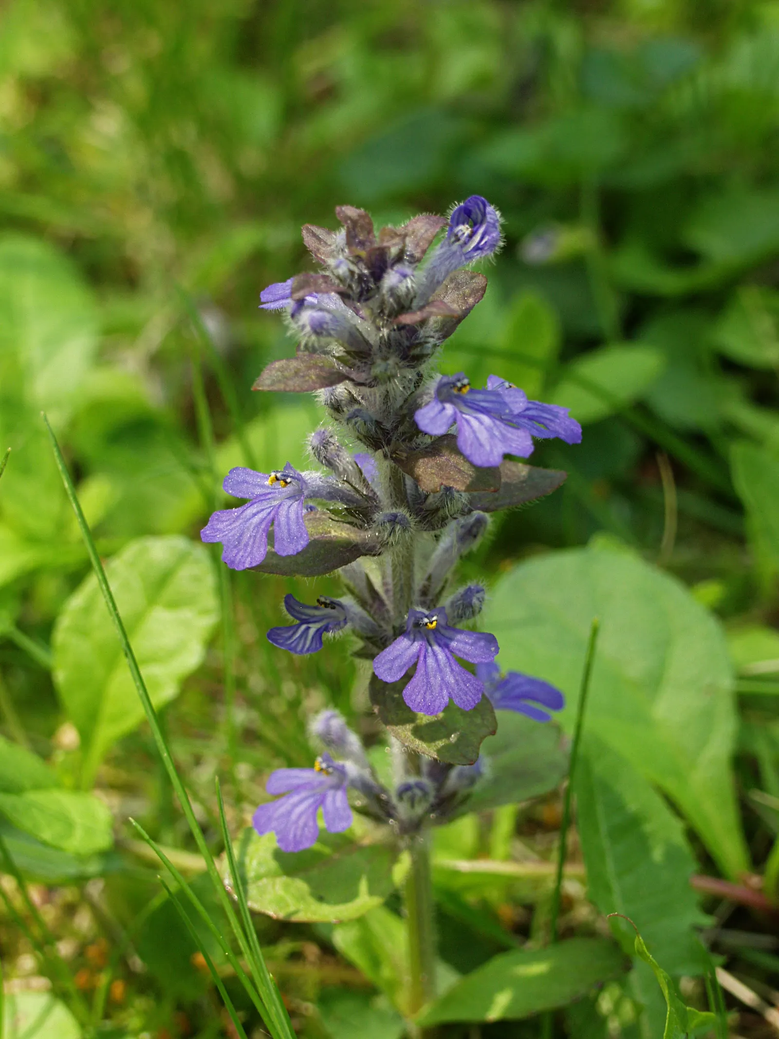 Carpet Bugle (Ajuga 'Blueberry Muffin') — provided there is good drainage; 'Blueberry Muffin' presents a dense mat of glossy