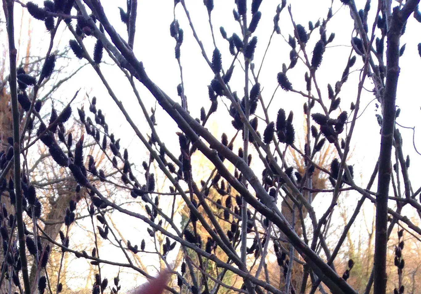 Black Willow (Salix Nigra) — narrow leaves that are green on top and lighter underneath.<br><br>Preferring USDA hardiness zones 4 through 9