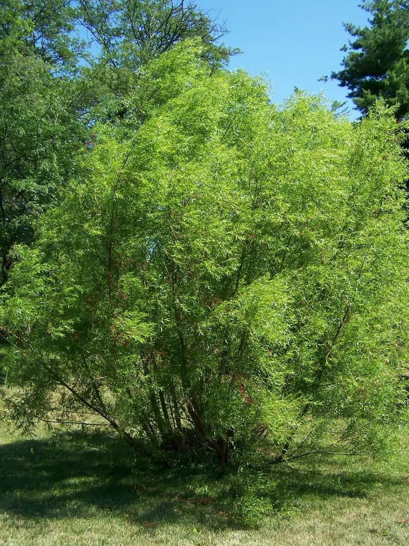 Black Willow (Salix Nigra) — supporting wildlife with their catkins serving as a food source and foliage offering shelter