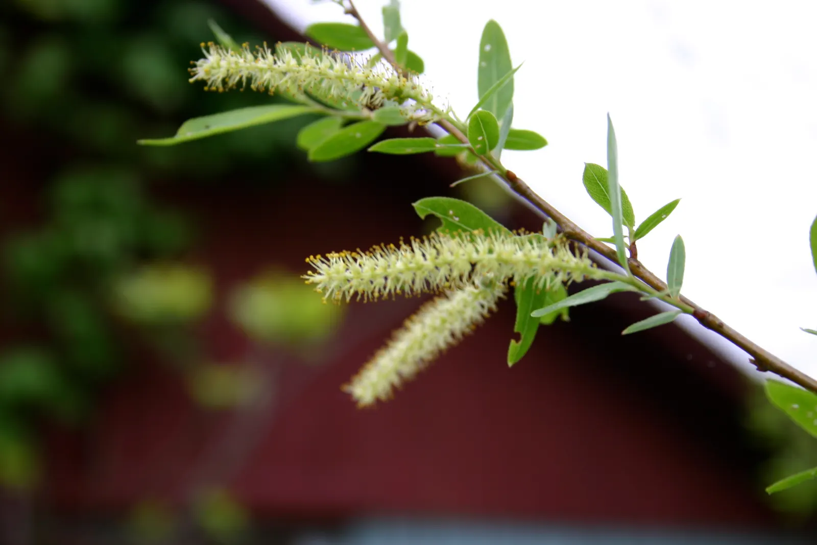 Black Willow (Salix Nigra) — is a deciduous tree renowned for its adaptability and value in erosion control