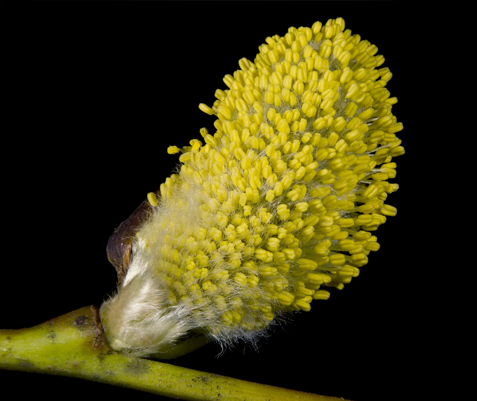 Black Willow (Salix Nigra) — Typically reaching 30-60 feet in height; it casts a gently weeping silhouette