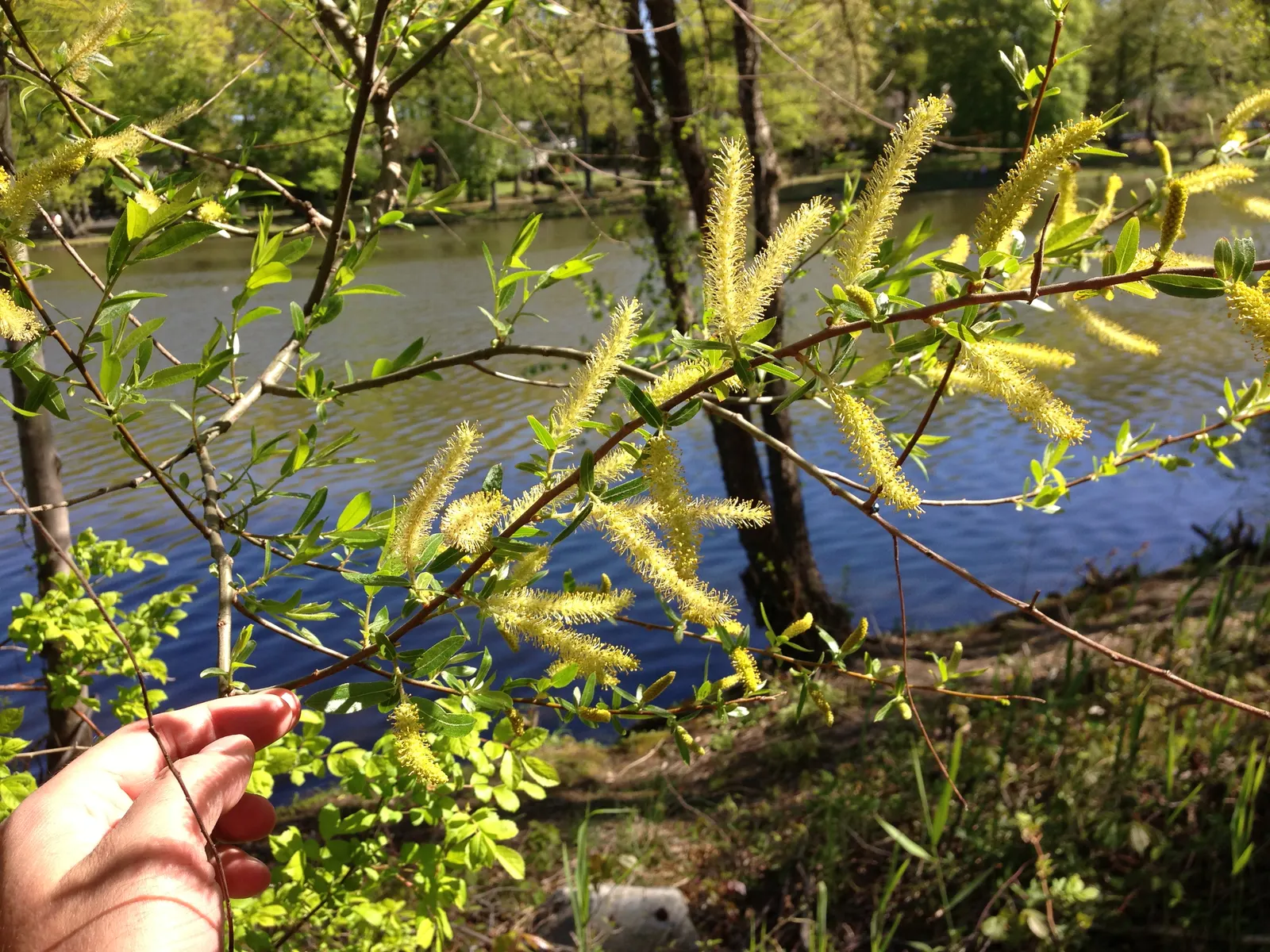 Black Willow (Salix Nigra) — which provide a critical pollen source for bees