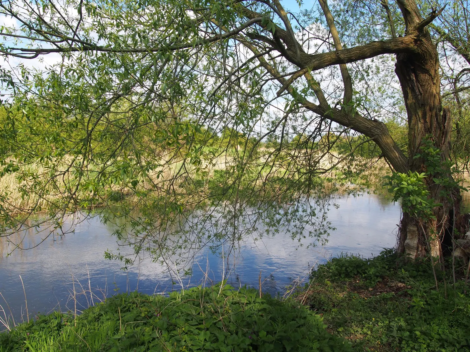 Black Willow (Salix Nigra) — Be mindful of potential litter from fallen twigs and leaves