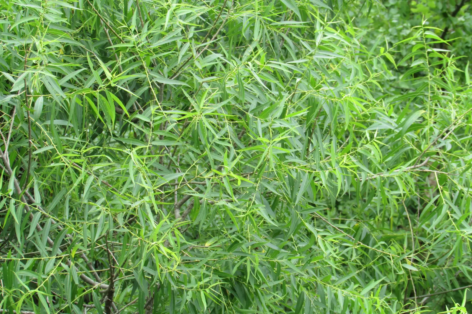 Black Willow (Salix Nigra) — incorporating maintenance considerations into the garden design for the client's ease