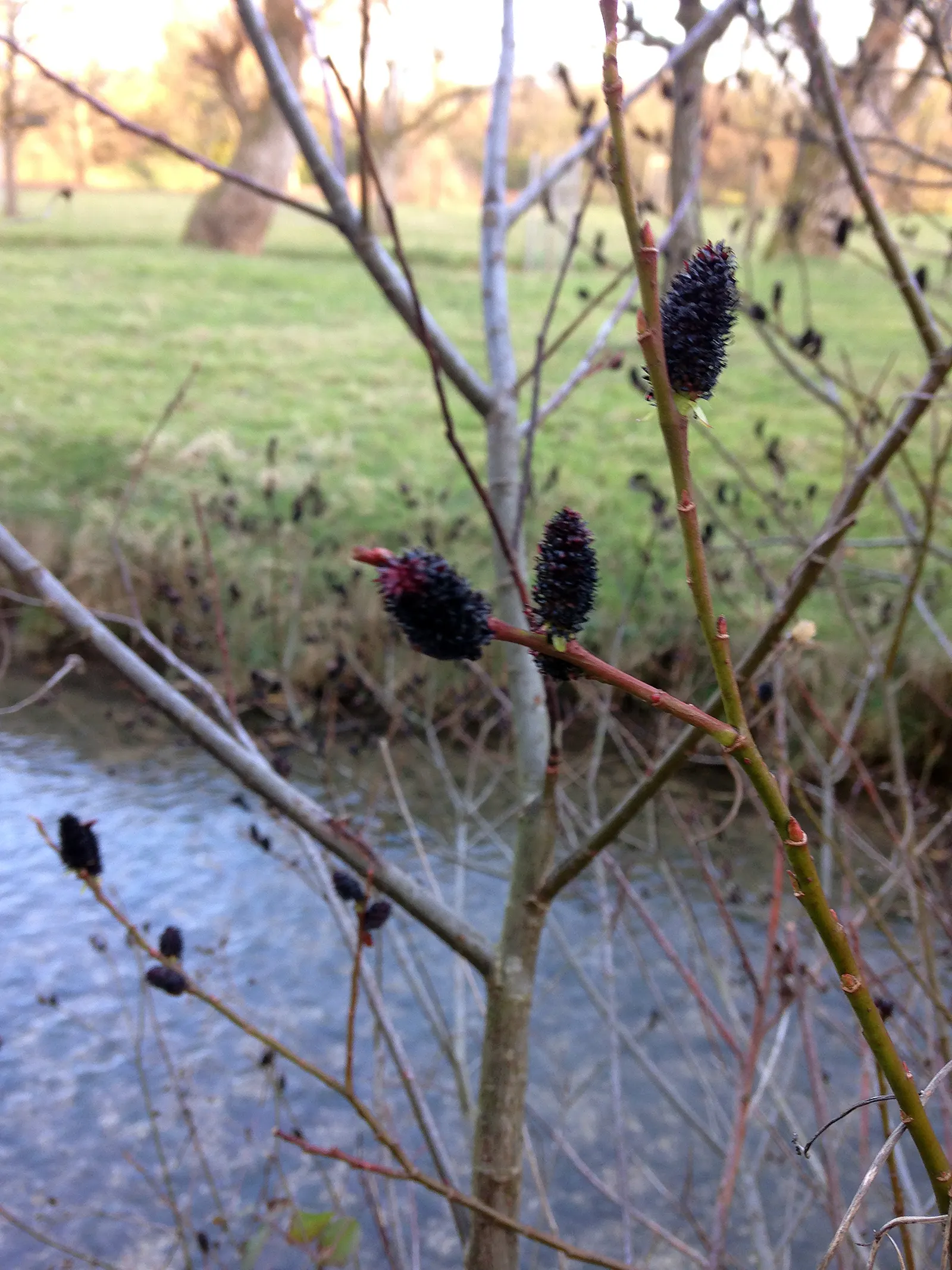 Black Willow (Salix Nigra) — and a spread of about 20 to 30 feet at maturity