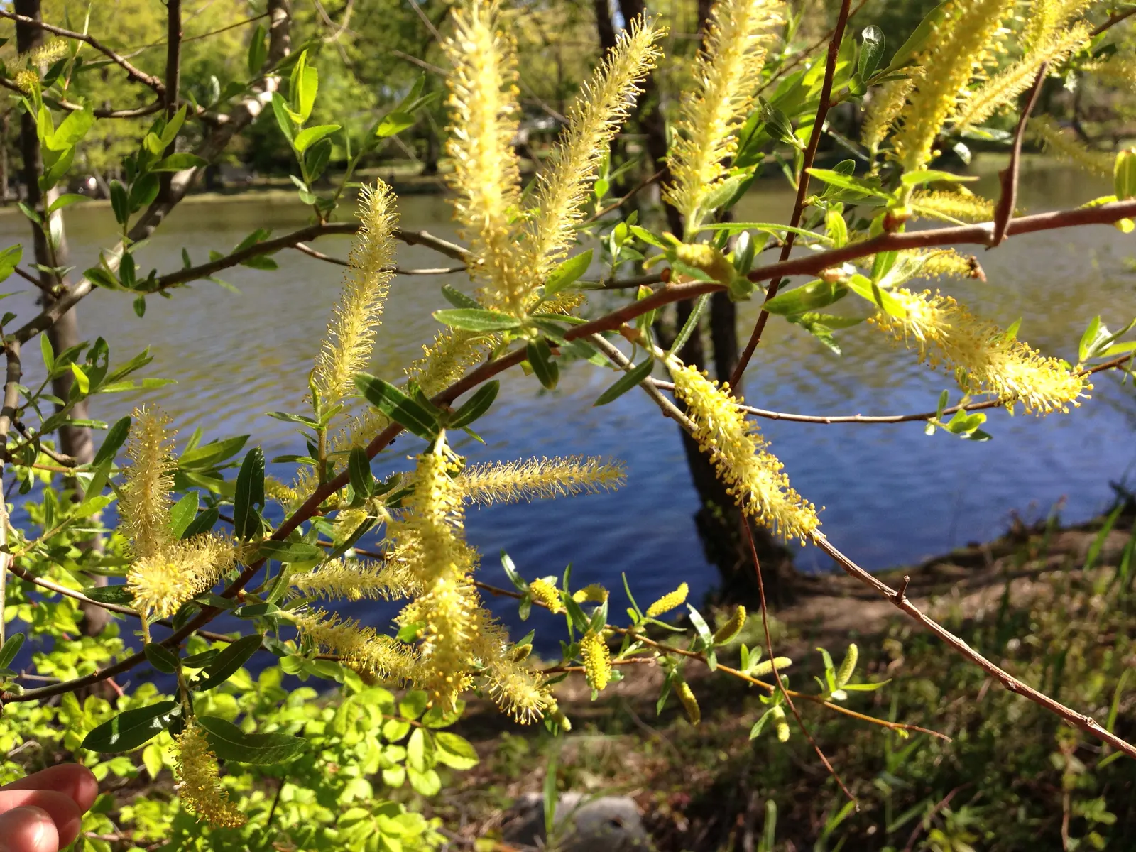 Black Willow (Salix Nigra) — Its twigs are slender and brittle