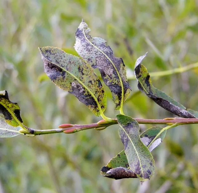 Black Willow (Salix Nigra) — Adaptable and hardy, it's ideal for erosion control along water bodies; yellow flowers in the garden
