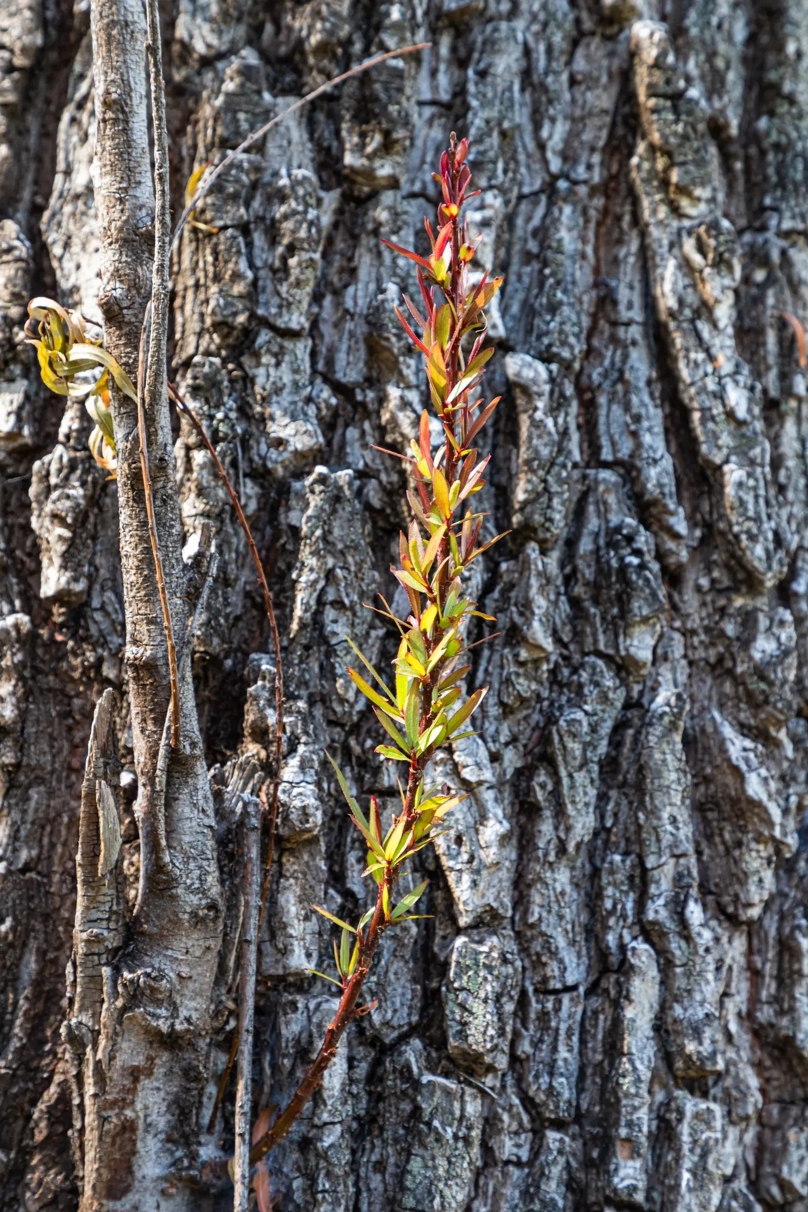Black Willow (Salix Nigra) — Salix nigra, commonly known as Black Willow, is a fast-growing native tree that thrives in moist environments; adaptable and