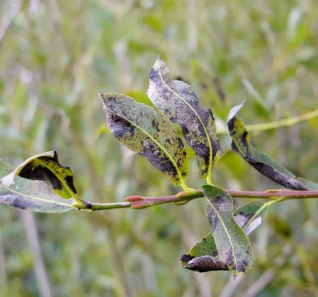 Black Willow (Salix Nigra) — delicate branches complement finely-toothed
