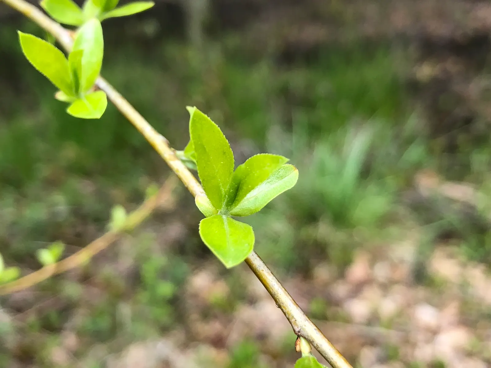 Black Willow (Salix Nigra) — which facilitates its spread and propagation.<br><br>When planning a landscape