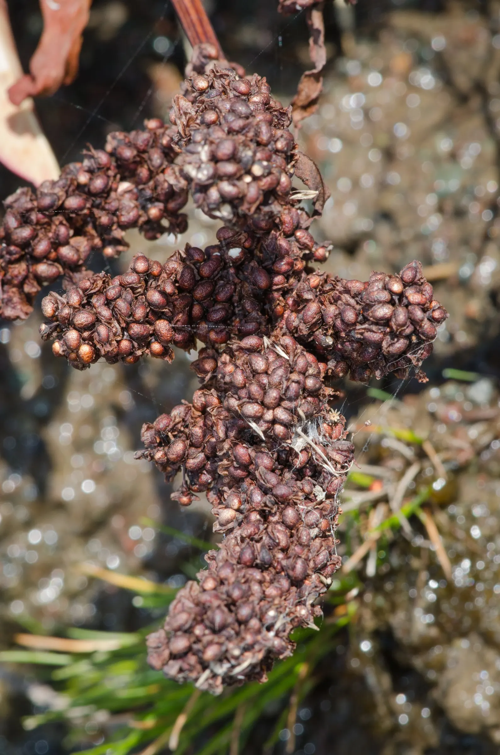 Black Willow (Salix Nigra) — delicate branches complement finely-toothed; the Black Willow's wood is relatively weak, making it susceptible to damage from