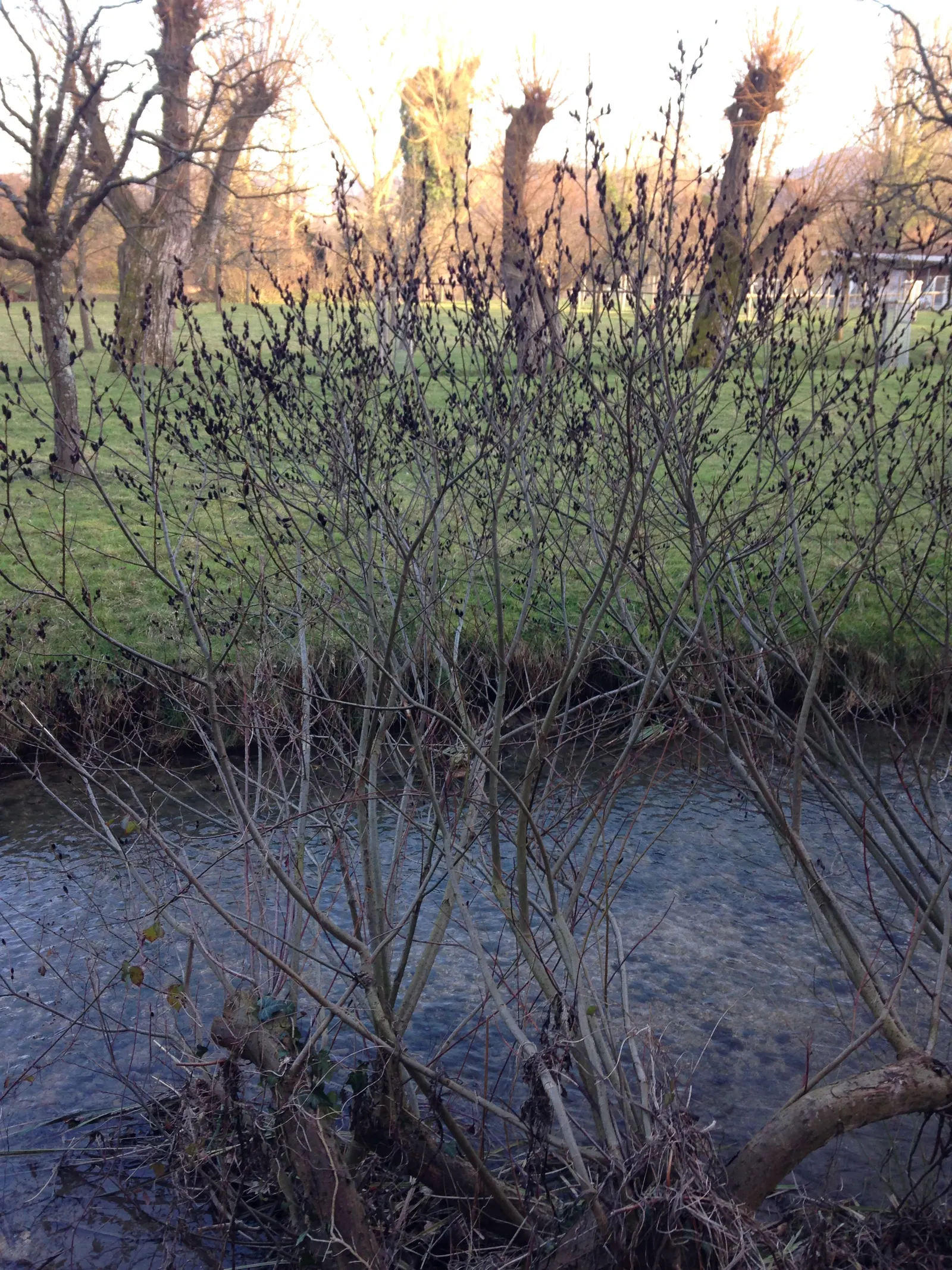 Black Willow (Salix Nigra) — dark brown to black bark and long