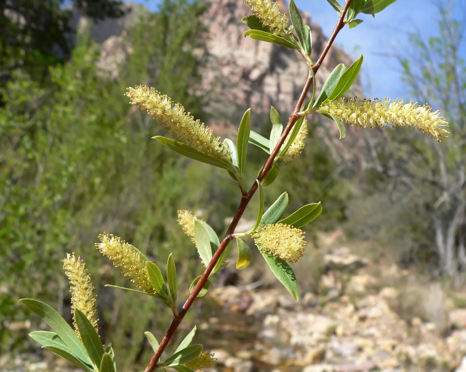 Black Willow (Salix Nigra) — The Black Willow's wood is relatively weak, making it susceptible to damage from storms