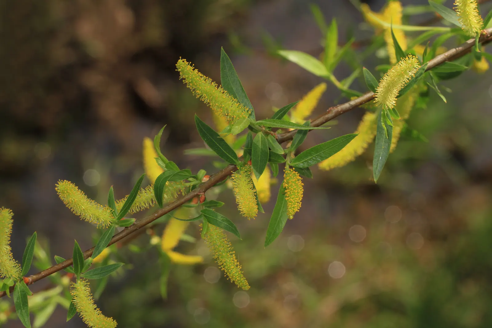 Black Willow (Salix Nigra) — yet they root easily if placed in moist soil