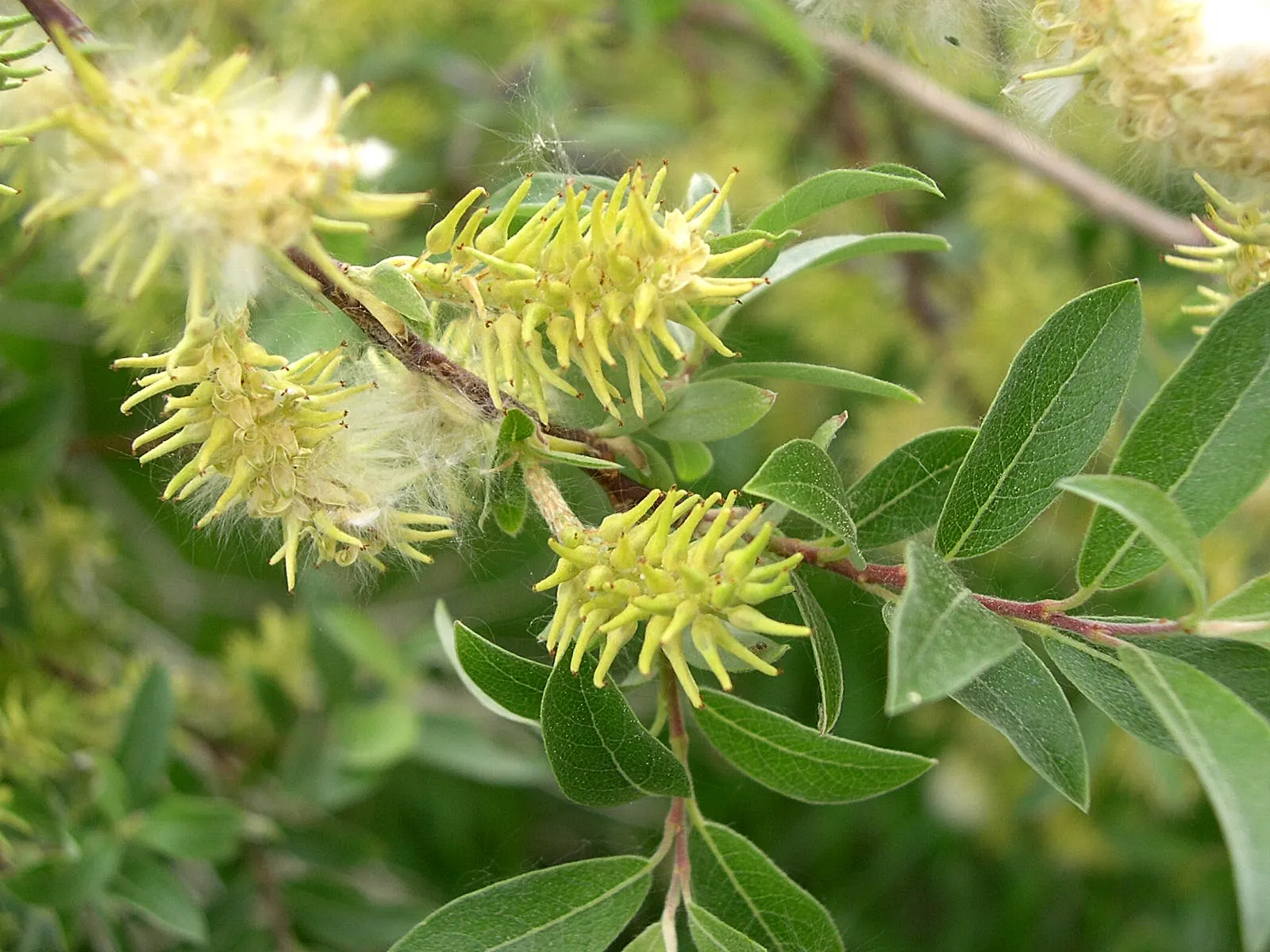 Black Willow (Salix Nigra) — consider the Black Willow for naturalized areas that can accommodate its size and form