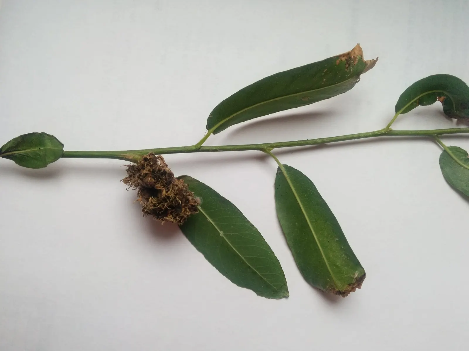 Black Willow (Salix Nigra) — tree with yellow blooms