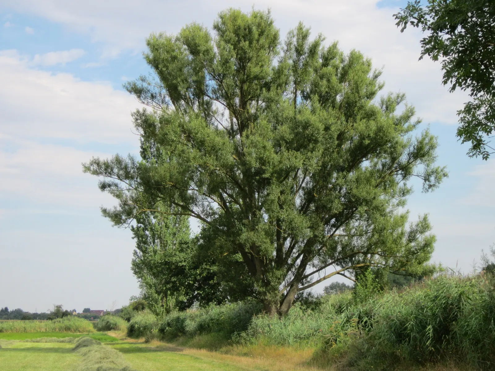 Black Willow (Salix Nigra) — The Black Willow (Salix nigra)