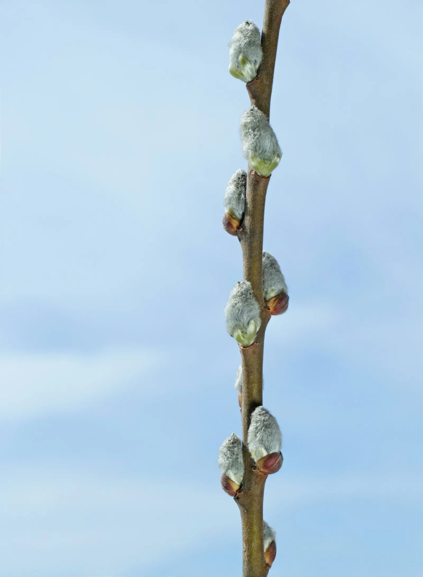 Black Willow (Salix Nigra) — Black Willows provide ecological value