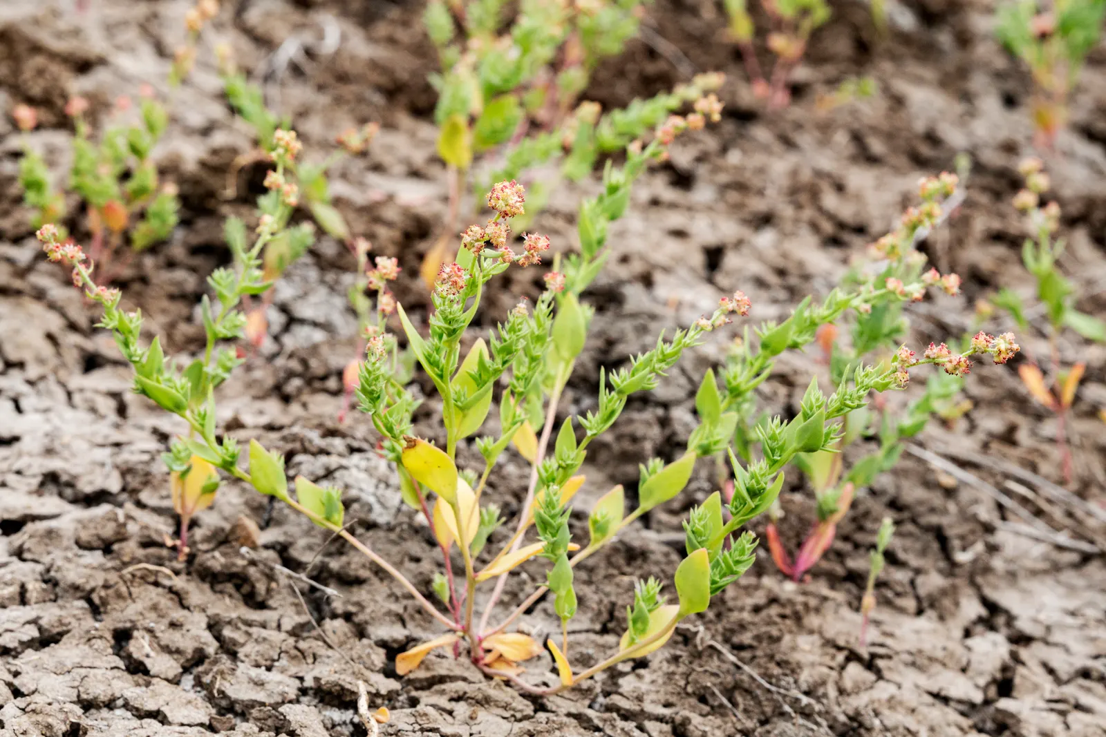 Black Willow (Salix Nigra) — often found along streams or in areas with frequent standing water