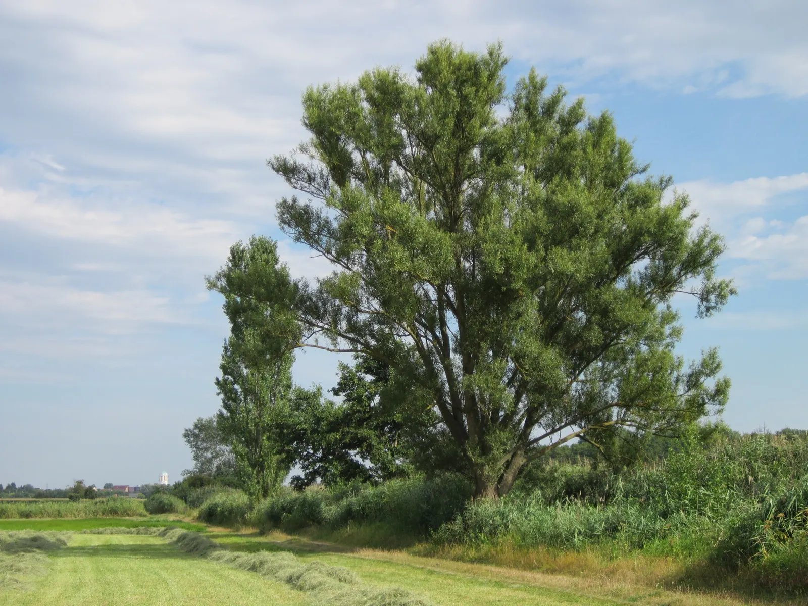 Black Willow (Salix Nigra) — With typical heights ranging from 30 to 60 feet