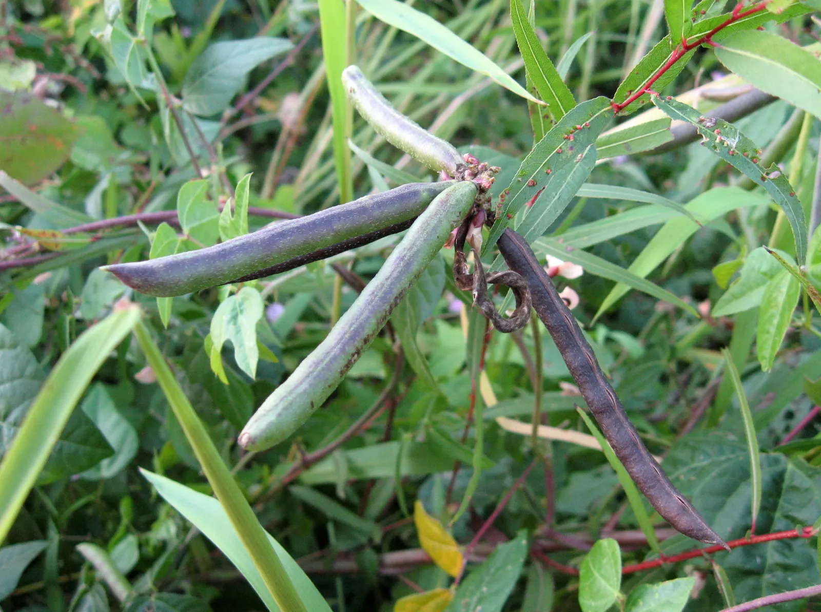 Black Willow (Salix Nigra) — tree for full or half