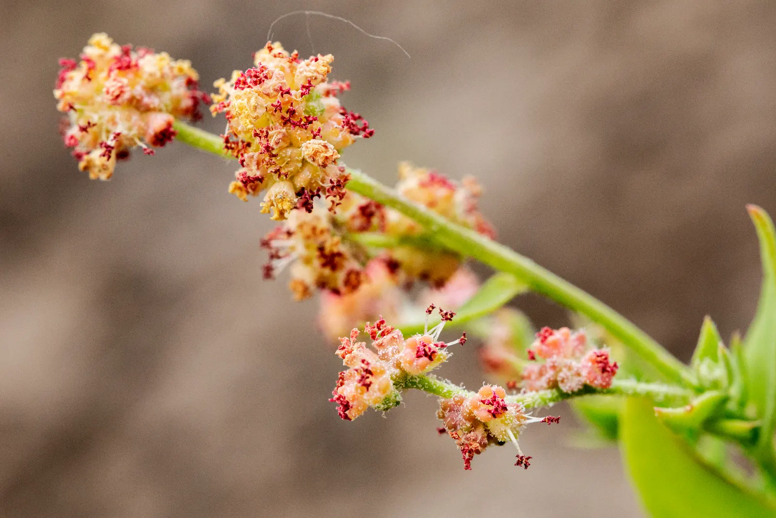 Black Willow (Salix Nigra) — Salix nigra, commonly known as Black Willow, is a fast-growing native tree that thrives in moist environments