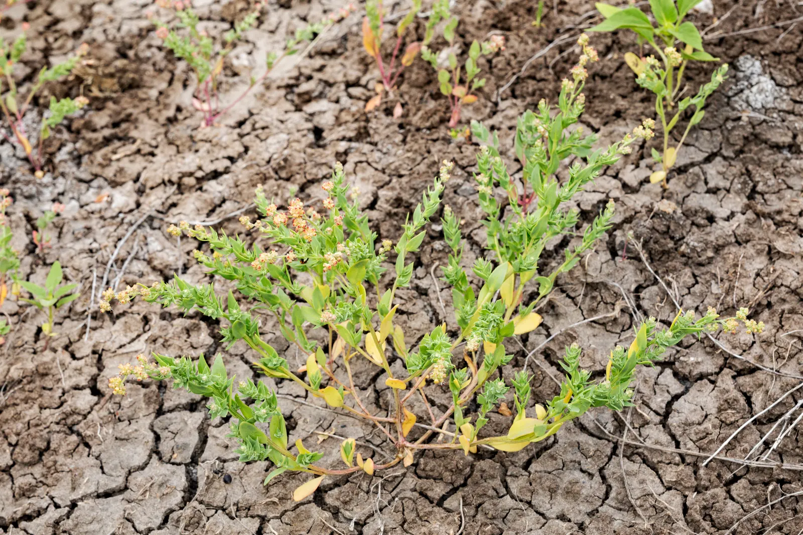 Black Willow (Salix Nigra) — This species is distinguished by its rough