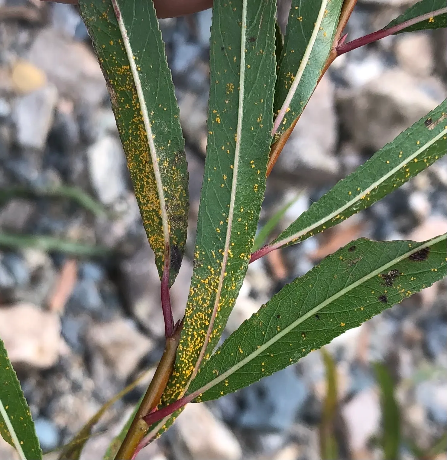Black Willow (Salix Nigra) — the Black Willow thrives in full sun to partial shade and is highly tolerant of wet conditions