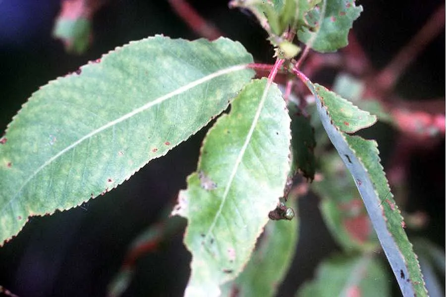 Black Willow (Salix Nigra) — yellow flowers in the garden