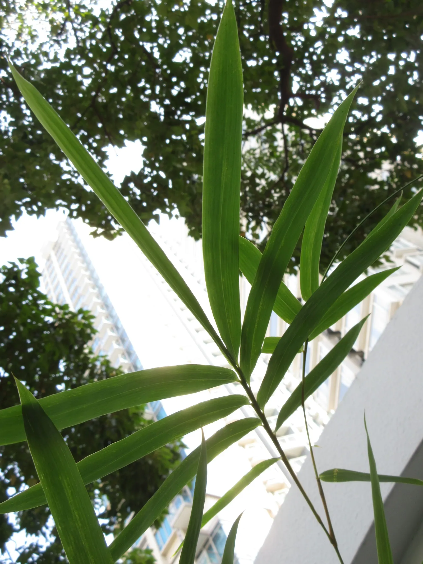 Giant Timber Bamboo (Bambusa Oldhamii) — Giant Timber Bamboo (Bambusa oldhamii) is a non-invasive clumping species that thrives in USDA zones 8-10