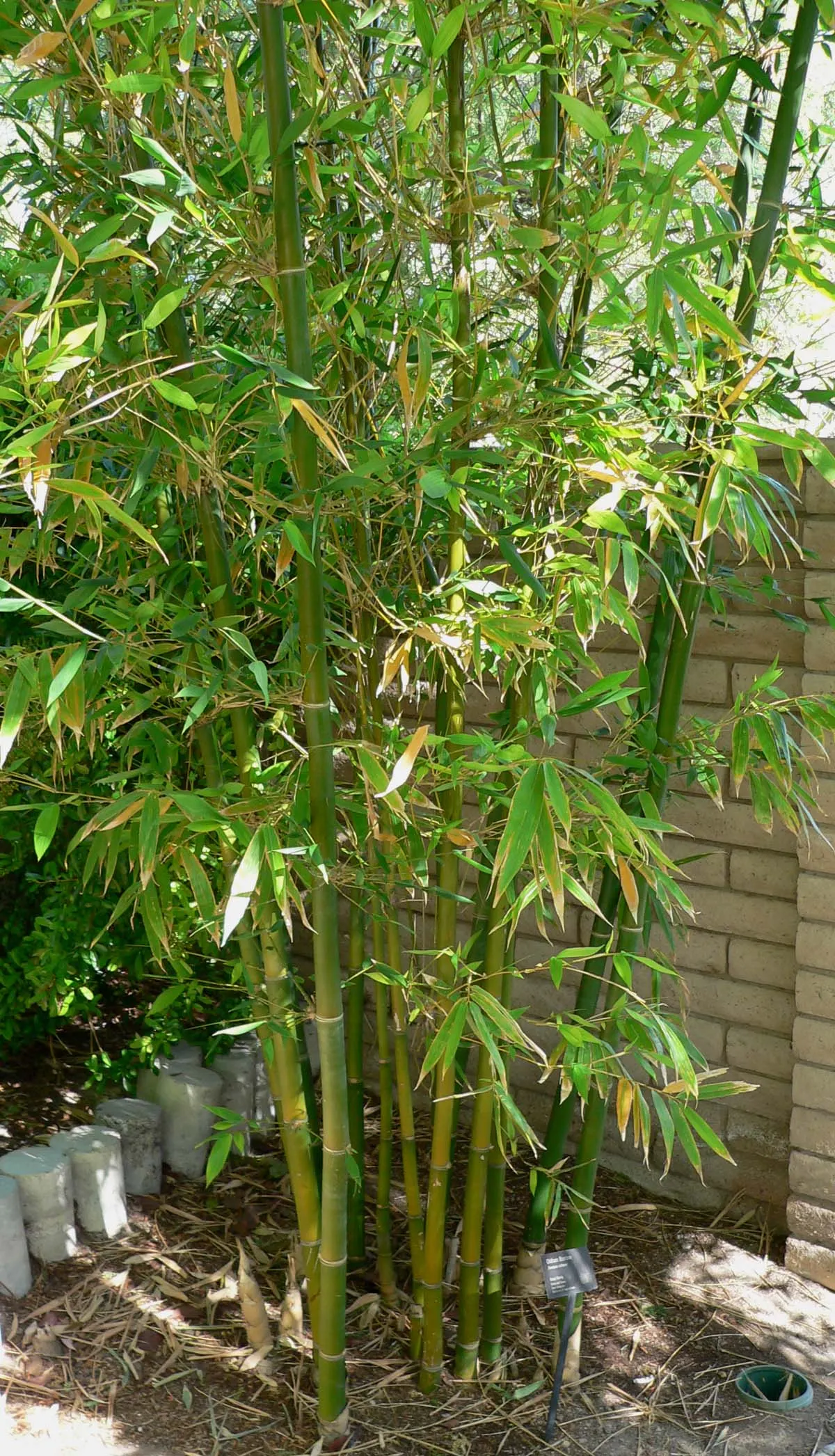 Giant Timber Bamboo (Bambusa Oldhamii) — Hardy in USDA zones 8 through 10