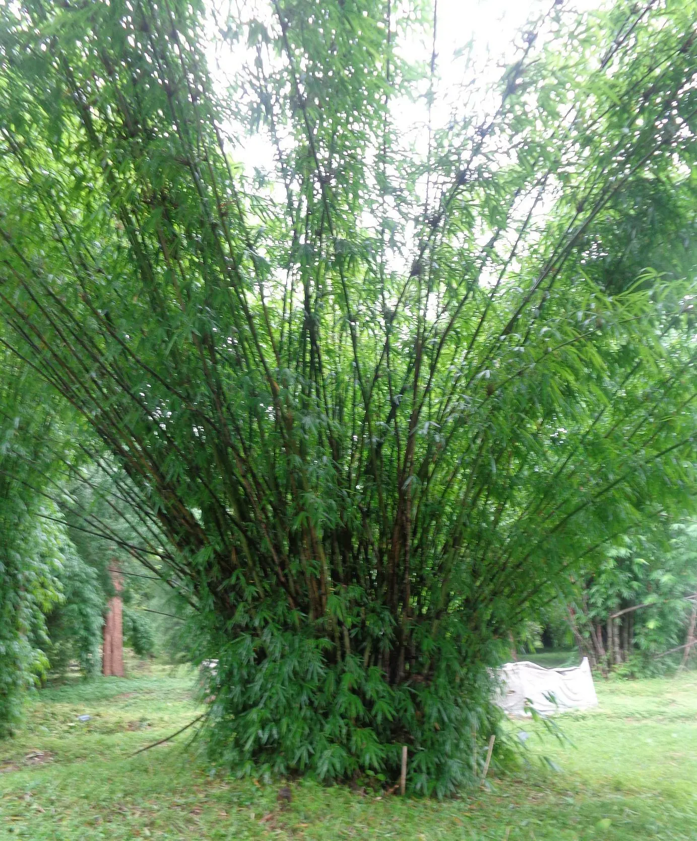 Giant Timber Bamboo (Bambusa Oldhamii) — This bamboo typically reaches heights of 40 to 55 feet