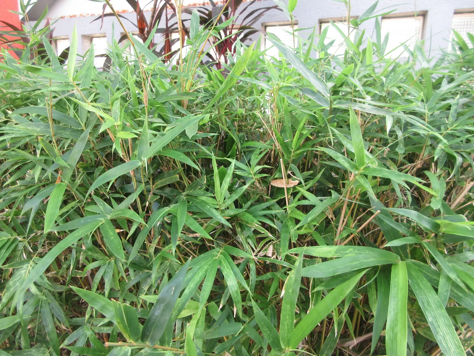 Giant Timber Bamboo (Bambusa Oldhamii) — Ideal for adding a tropical feel to landscapes