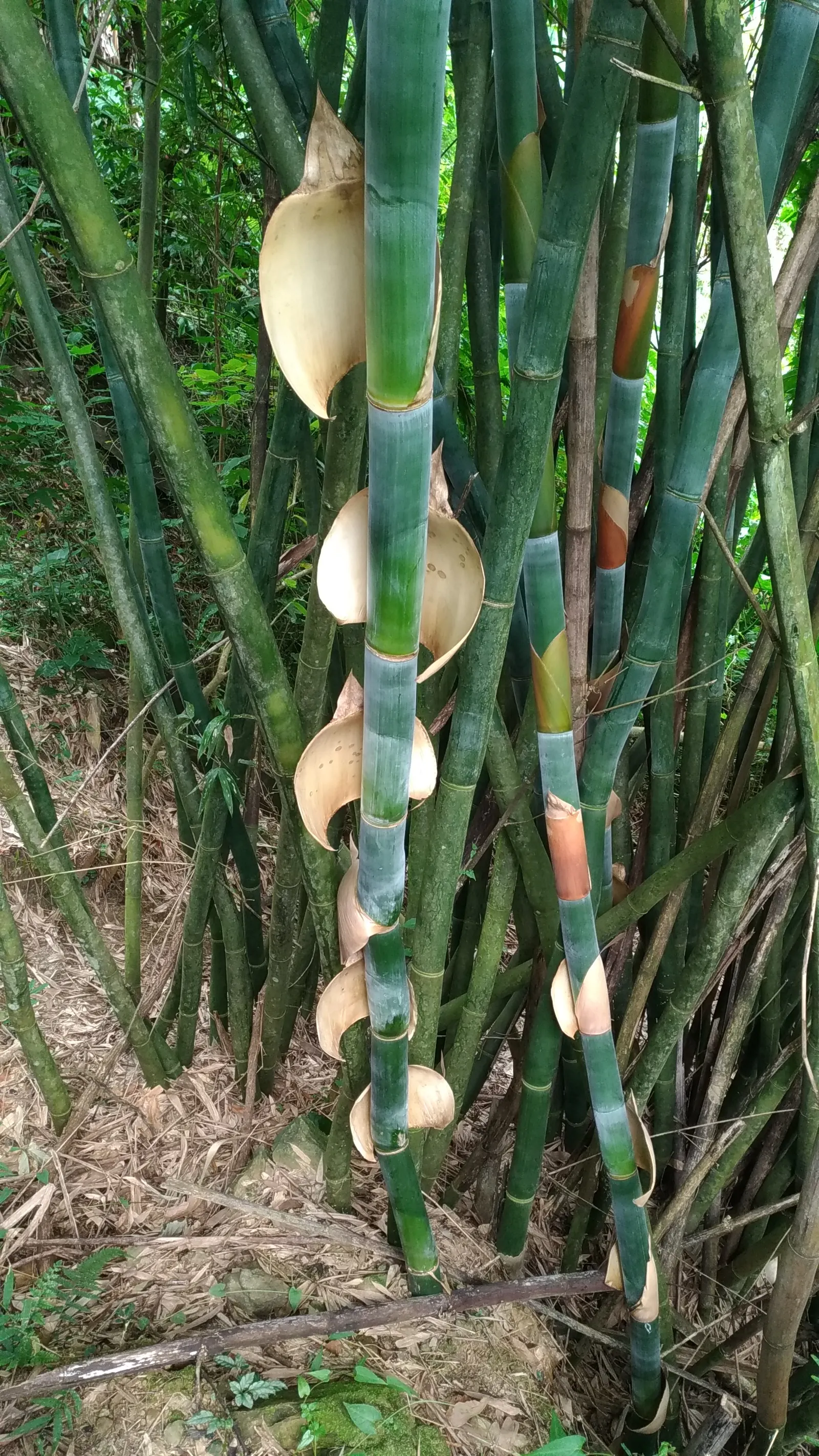 Giant Timber Bamboo (Bambusa Oldhamii) — commonly known as Giant Timber Bamboo