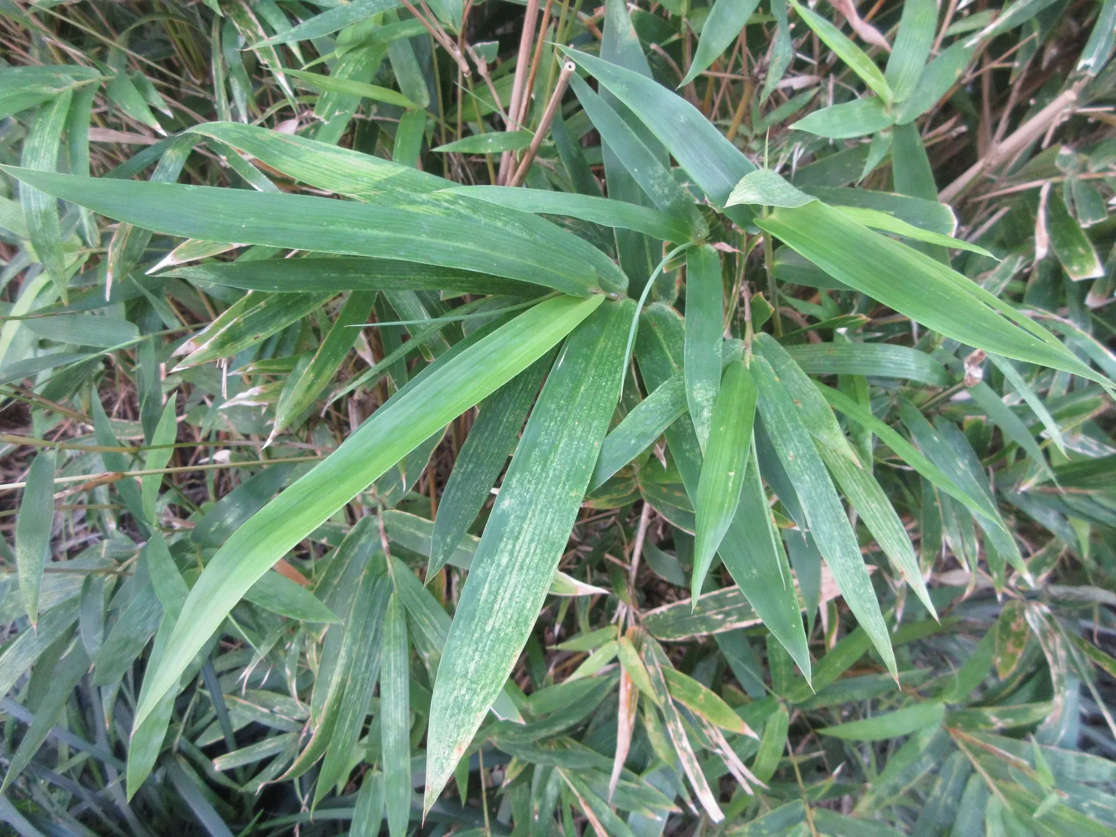 Giant Timber Bamboo (Bambusa Oldhamii) — with culms (stems) developing an impressive diameter of 4 to 5 inches