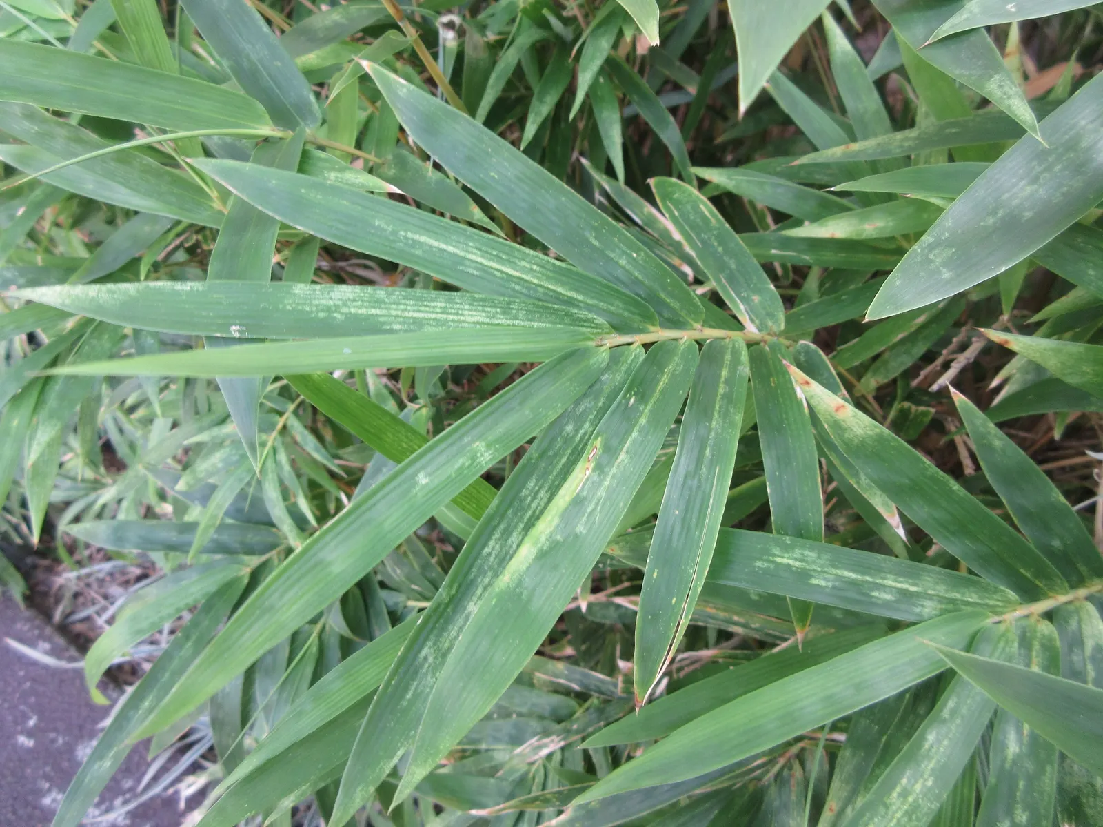 Giant Timber Bamboo (Bambusa Oldhamii) — It prefers full sun to partial shade and requires moderate water